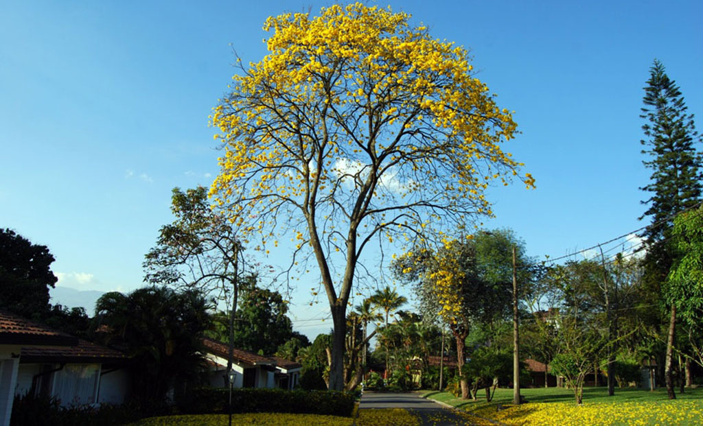 guayacan